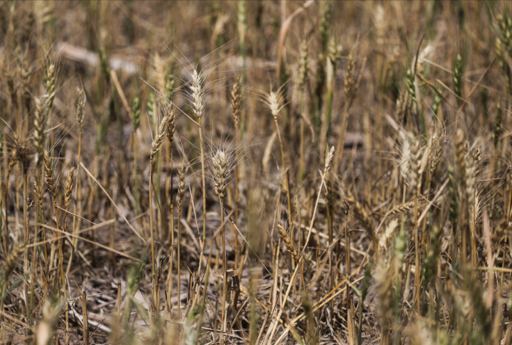 Arid wheat fields and dead cows: a snapshot of Argentina's worst drought in decades