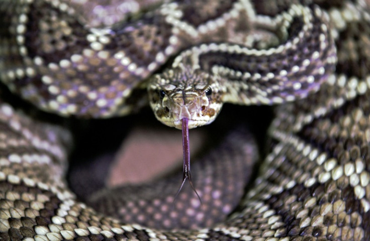 A new study has described the "hemiclitores" of snakes for the first time