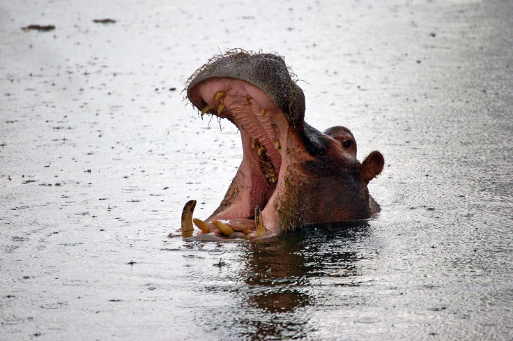Representational image (Hippopotamus) 