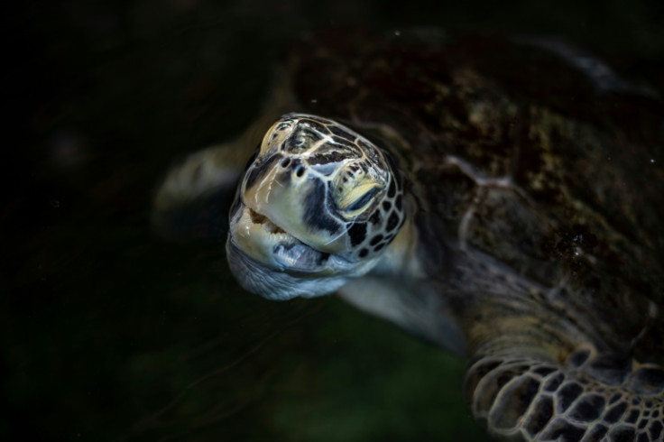 A Kemp's ridley sea turtle (Lepidochelys kempii) comes out to breathe while staying in a pond at the Submarine Museum after being rescued from a fishing net where it lost a flipper in Isla de Margarita, Nueva Esparta state, Venezuela