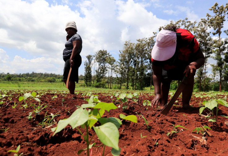 Mercy Wanjira 39, and Caroline Wangari 38, work at their genetically modified pest resistant Bt cotton variety, in Kimbimbi village of Kirinyaga