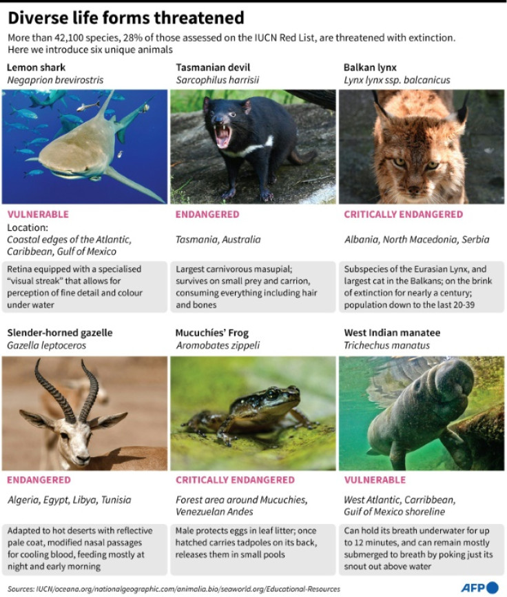 Graphic introducing six threatened species, as the COP15 biodiversity conference takes place in Montreal December 7-19.