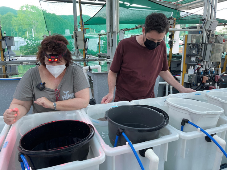 Mary Hagedorn and Jonathon Daly observe coral before it is expected to spawn, at the Australian Institute Of Marine Science