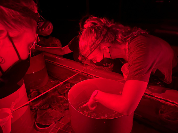 Research volunteers collect coral spawn from Great Barrier Reef coral, at the Australian Institute Of Marine Science