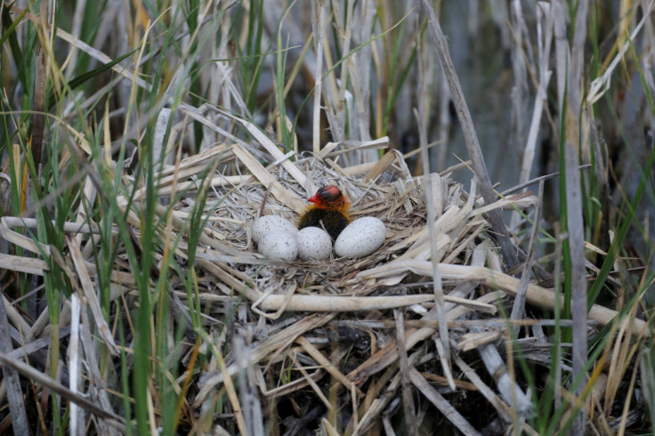 A recently hatched American Coot chick sits in a nest in the Willard Spur Waterfowl Management Area near Willard