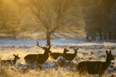 Deer in Richmond Park as cold weather continues in London