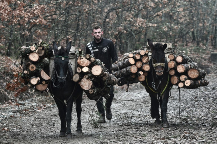 Most of the wood is still transported by mule