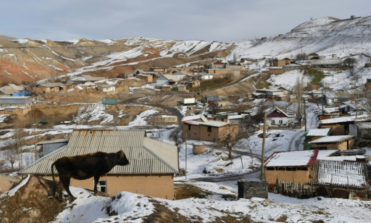 Timewarp: a cow stands on a hillock overlooking homes in Suluktu, Kyrgyzstan