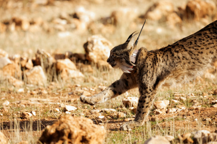 A female Iberian lynx, a feline in danger of extinction, named Ilexa is released in Arana mountain range, southern Spain