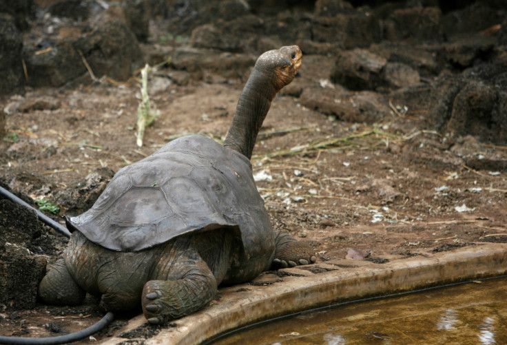 Pinta island tortoise "Lonesome George" is seen in his shelter at Galapagos National Park in Santa Cruz