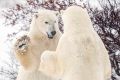 Churchill, Manitoba, Canada during polar bear season