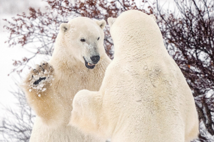 Churchill, Manitoba, Canada during polar bear season