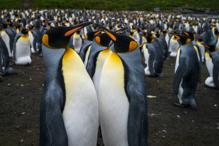 King penguins pair up to share joint responsiblities for their offspring