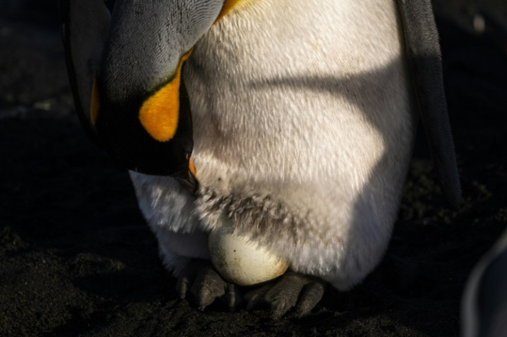 The partners take turns using their bellies to warm their precious future offspring