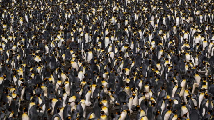 Out of more than a million breeding pairs worldwide, around half breed on the Crozet Islands