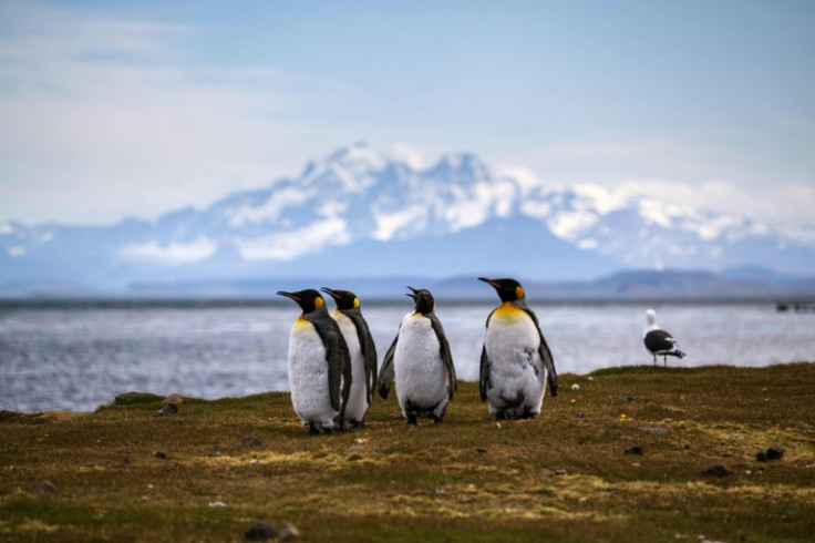 King penguins stand just under a metre tall