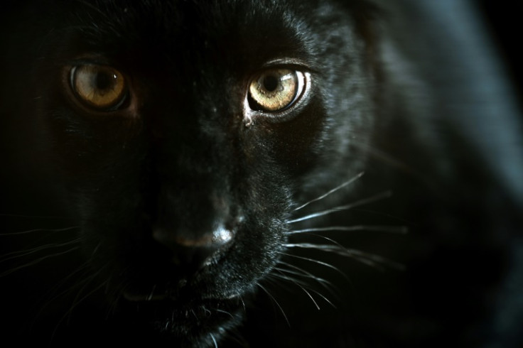 Black panther Kiara is in France after being rescued from Ukraine