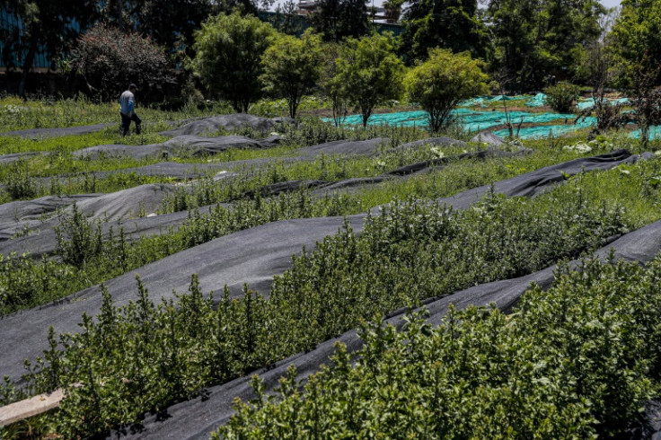 La Pintana's nursery, built on what used to be an unsightly landfill, yields some 100,000 plants of 400 different species every year