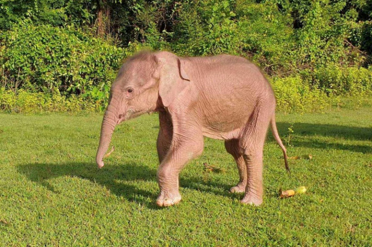 Myanmar's junta considers a rare white elephant recently born in western Myanmar as an auspicious sign