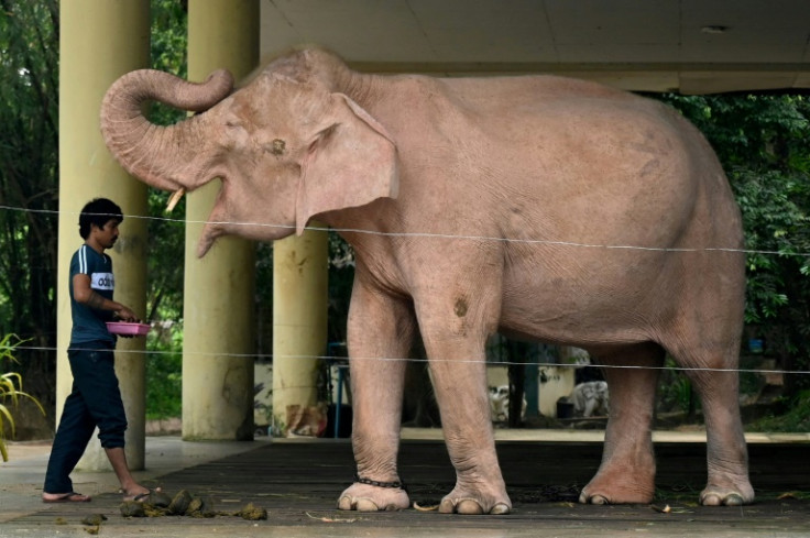 Once feted by Myanmar's former junta, a rare albino elephant now lives in an out of the way compound in commercial capital Yangon