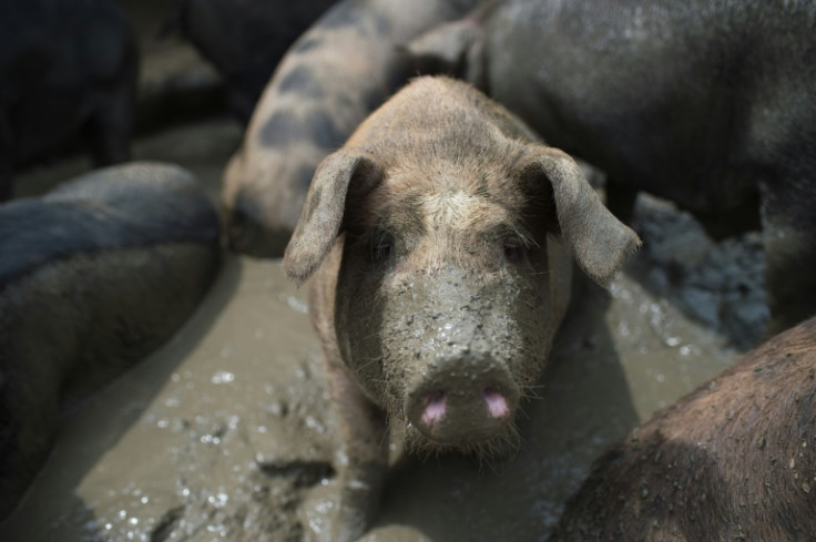 Keeping their peckers up: Chinese scientists used artificial tissue to restore erectile function in pigs