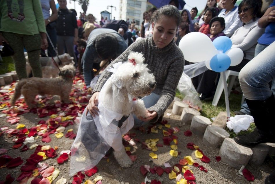 10 big fat pet weddings