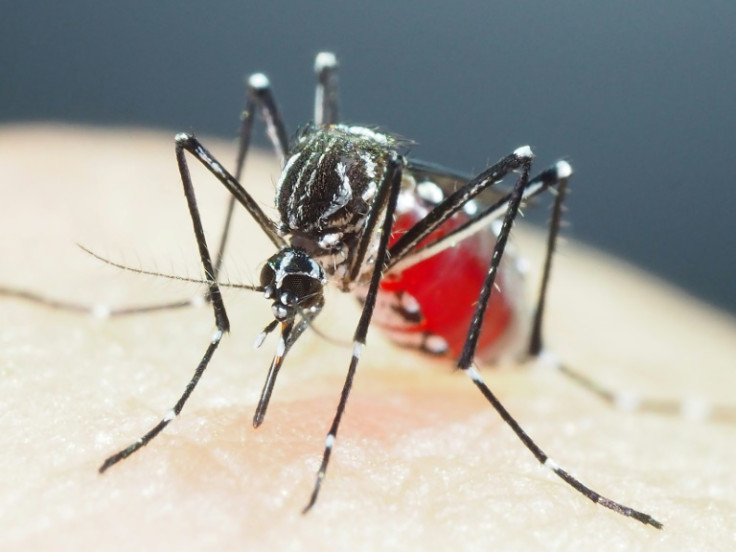 More than 90 percent of the Aedes aegypti mosquitoes tested in Cambodia showed 'an extremely high level of resistance' to insecticides, a new study shows