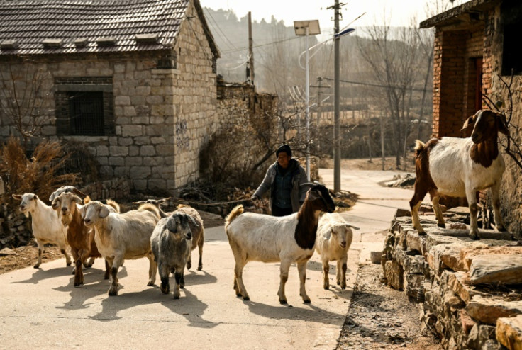 A man guides goats in a rural part of China's eastern Shandong province