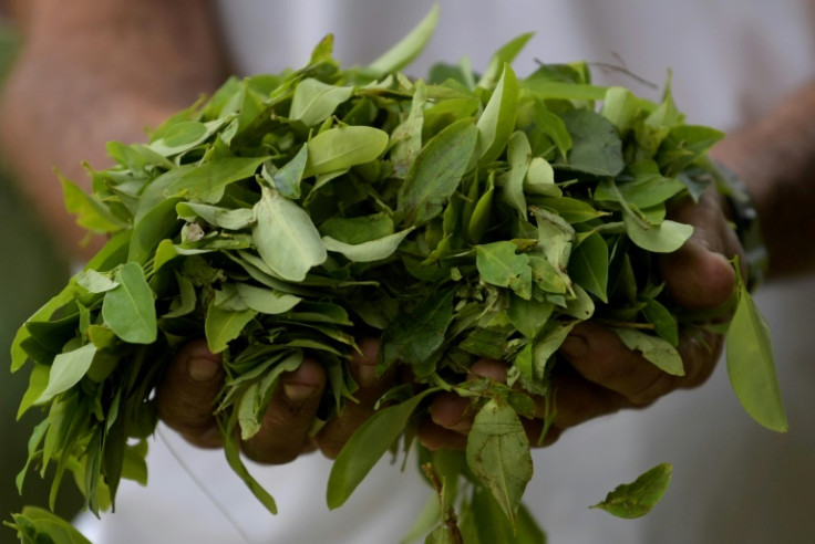 Coca leaves grown in  Catatumbo, Colombia, that are the base for cocaine