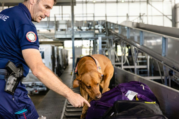 A sniffer dog checks baggage at Cayenne airport, where 30 passengers on each flight to Paris are likely to be drug mules
