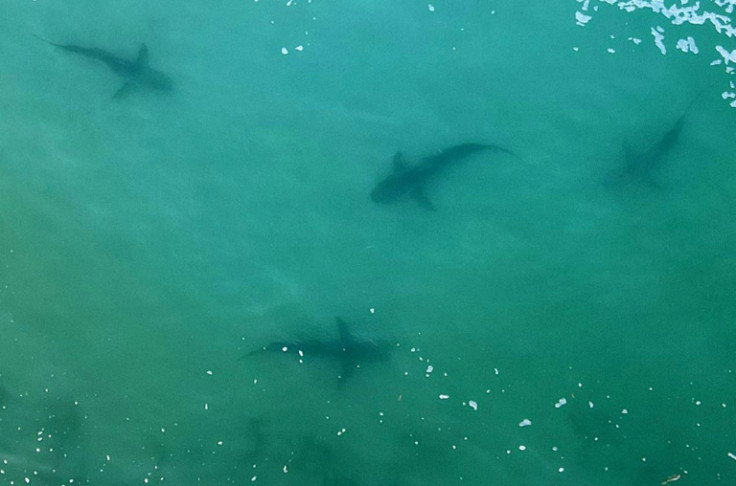 Aerial view of sharks swimming in shallow Mediterranean waters off the Israeli coastal town of Hadera