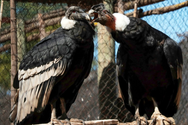 The Andean condor is the largest flying bird in the world but its species is vulnerable according to the International Union for the Conserevation of Nature