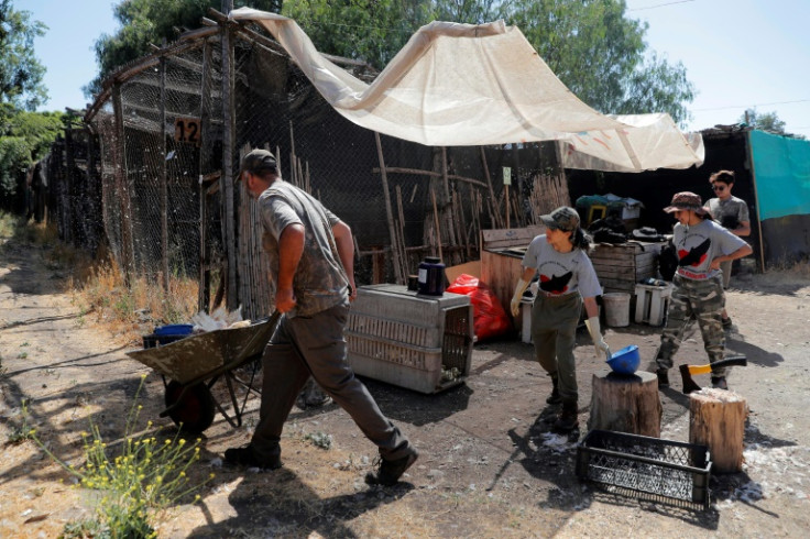 Workers at the Rehabilitation Center for Birds of Prey take care of condor chicks they hope to one day release into the wild