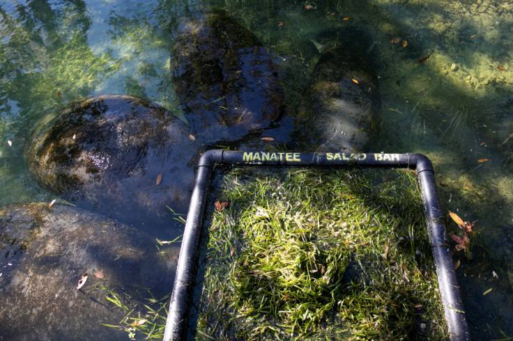 Manatees are starving due to polluted waters in Florida