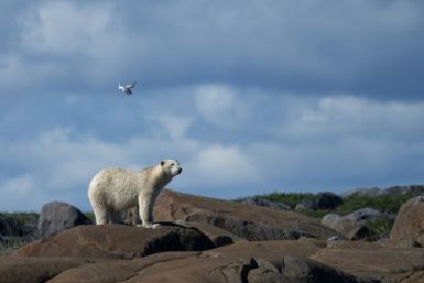 Polar bears are totems of the natural world's suffering from climate change, with their habitat shrinking as human activity warms the planet