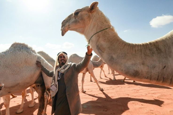 'There is a special language between the owner of a camel and his camel,' said 36-year-old herder Hamad al-Marri