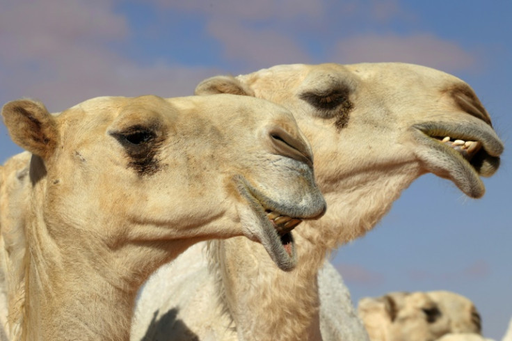 The King Abdulaziz Camel Festival aims to promote the camel as an essential component of Saudi heritage