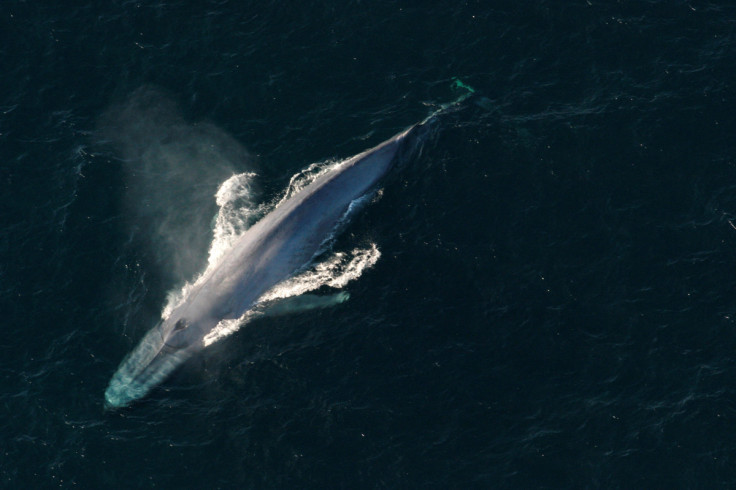 A blue whale surfaces to breathe in an undated picture from NOAA