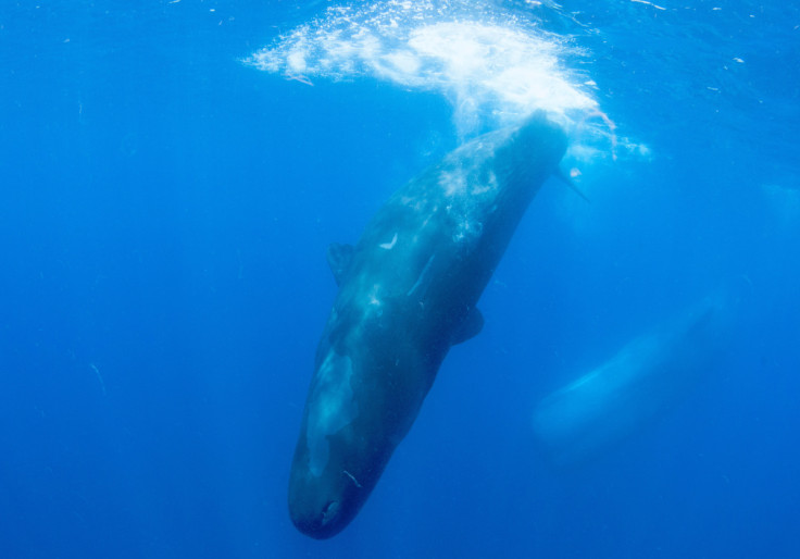 A pod of sperm whales dives into the deep blue sea off the coast of Mirissa