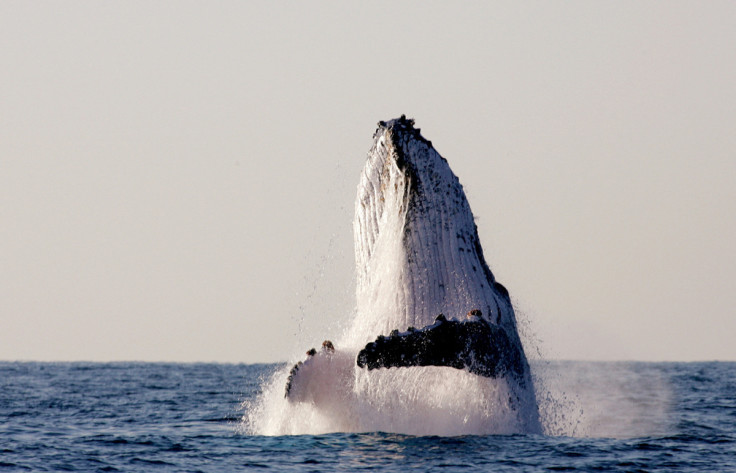 A humpback whale breaches off South Africa's Kwa-Zulu Natal South Coast, July 9, 2004. An estimated ..