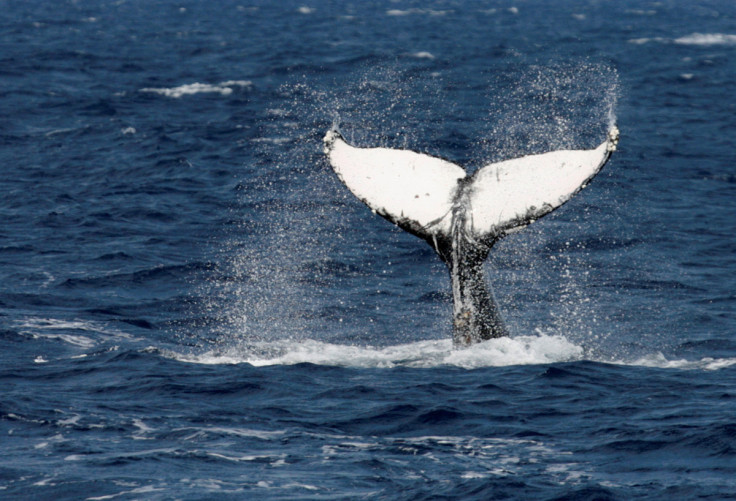A humpback whale breaches the surface off the southern Japanese island of Okinawa