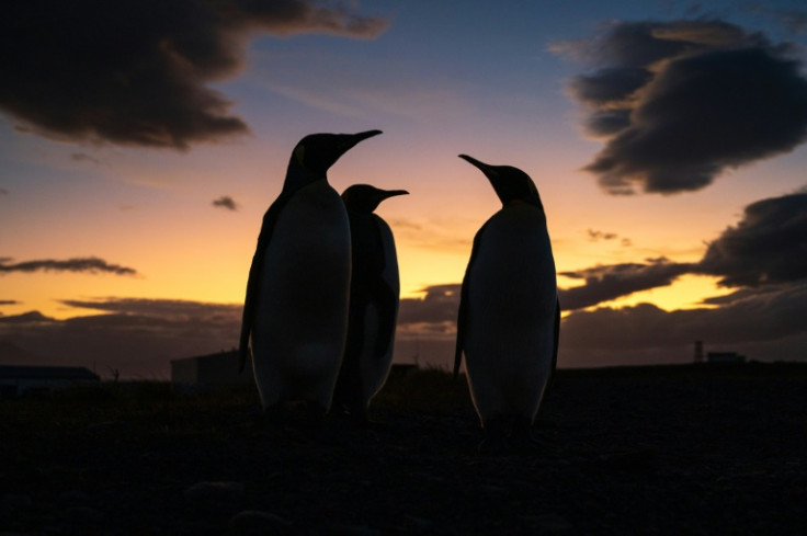 British researchers have found a new colony of endangered Emperor penguins in Antarctica using satellite technology