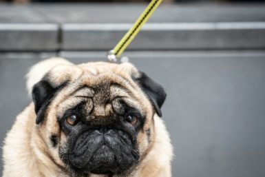 The Netherlands wants to ban the ownership of pets such as flat-faced dogs
