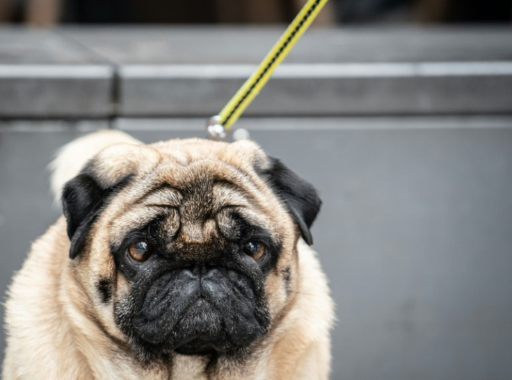 The Netherlands wants to ban the ownership of pets such as flat-faced dogs