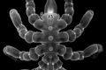 Sea spiders can regrow body parts and not just limbs, according to a new study