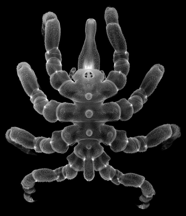 Sea spiders can regrow body parts and not just limbs, according to a new study
