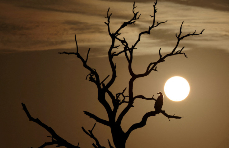 A vulture sits on a tree as the sun rises at the iconic Kruger National Park