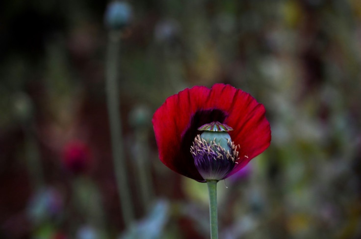 Fields of opium poppies stretch across the pastures and peaks of mountainous eastern Myanmar