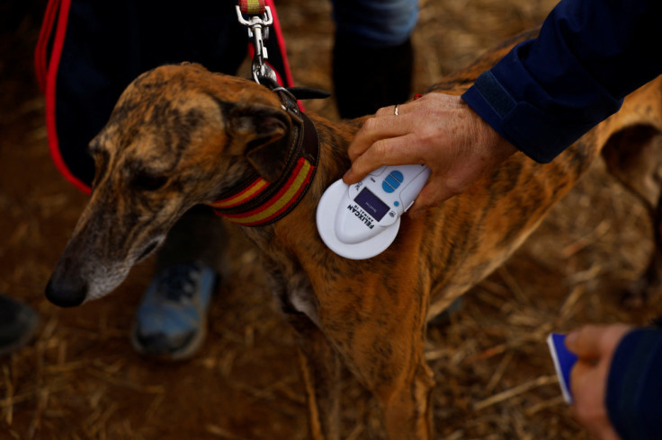 Hare coursing competition in central Spain