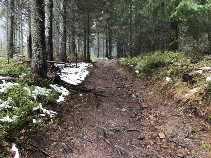 A view shows a forest owned by Ingka Investments, the investment arm of Ingka Group, the largest IKEA retailer, in Latvia